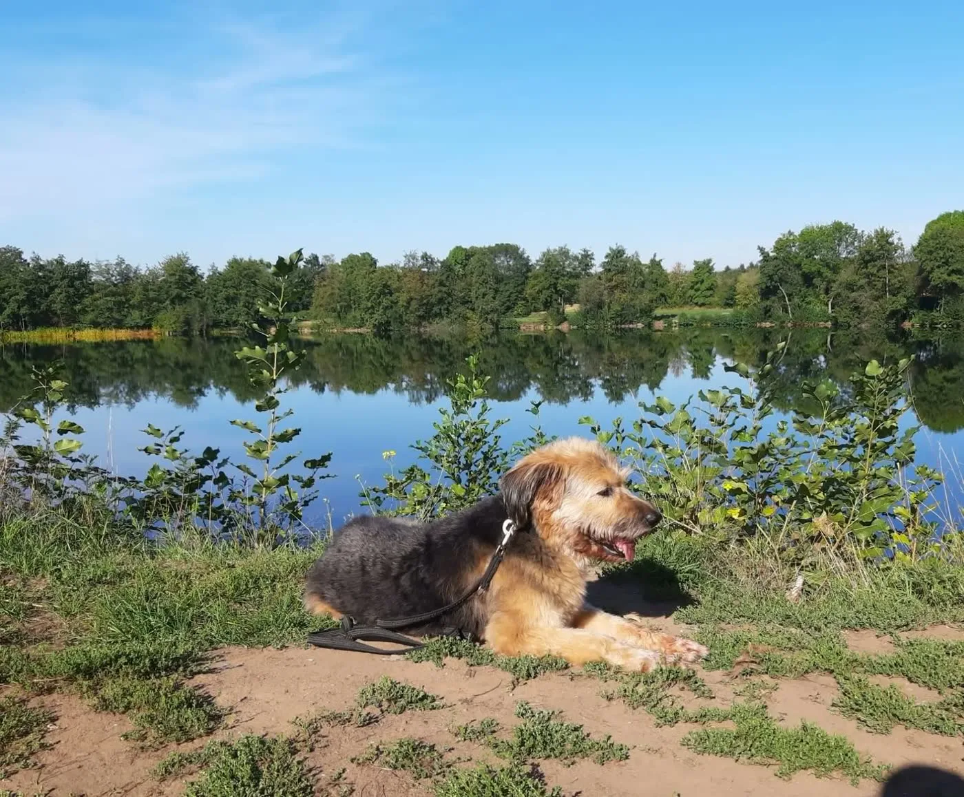 Zotteliger Hund liegt an der Leine entspannt am Ufer eines Sees