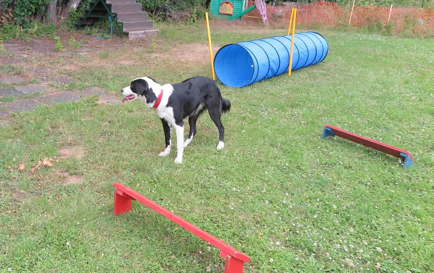 Hund am Tunnel auf der Trainingswiese