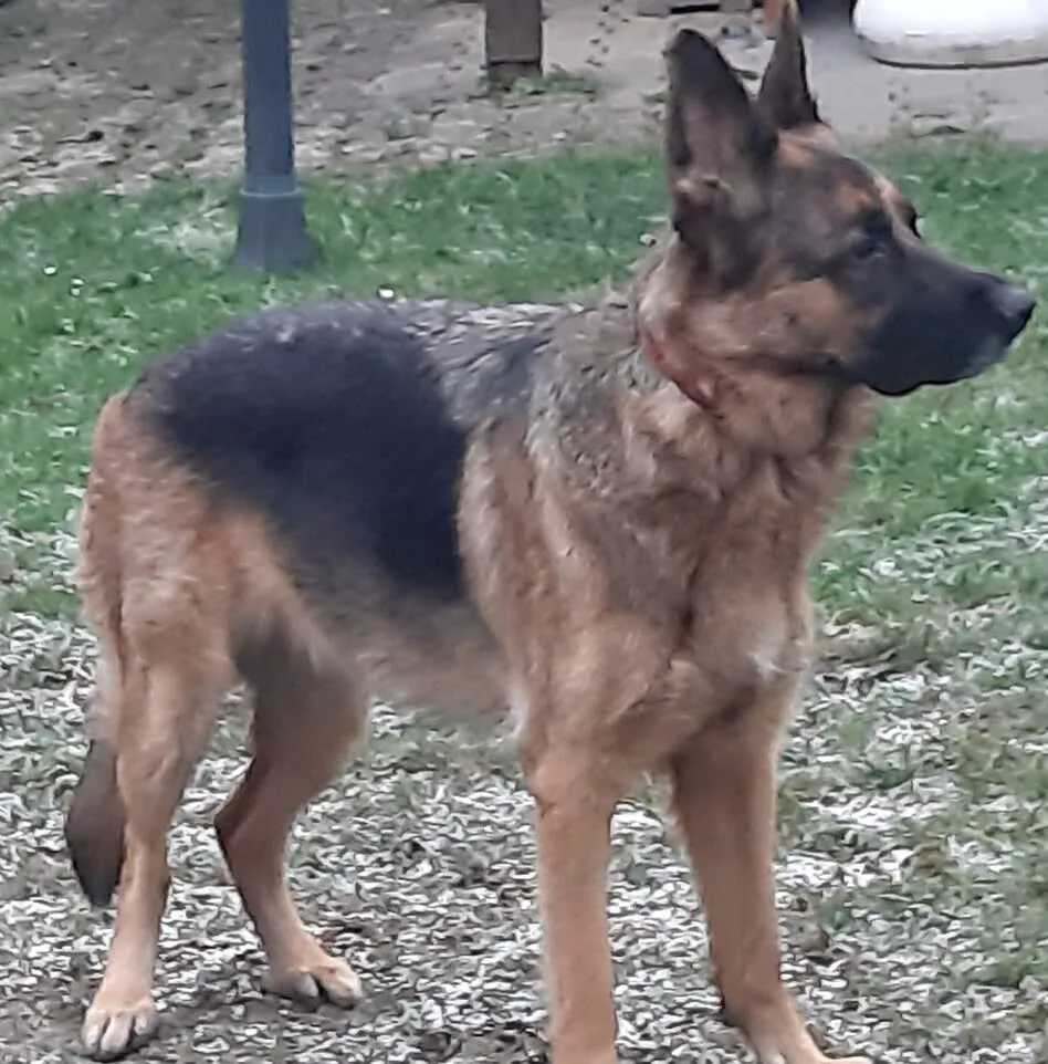 Schäferhündin Mona steht aufmerksam auf dem Trainingsgelände