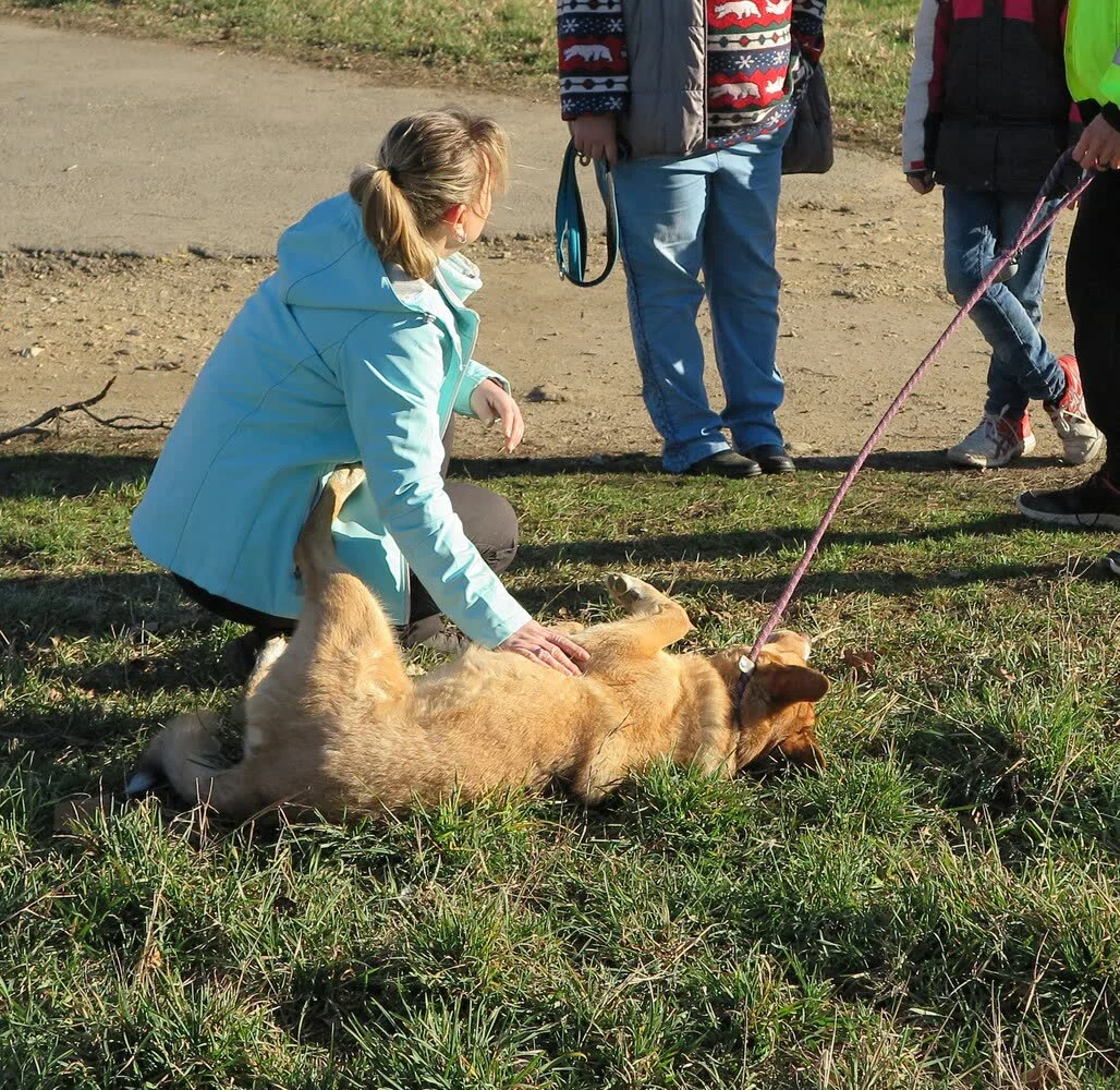 Einzeltraining: Trainerin mit Hund
