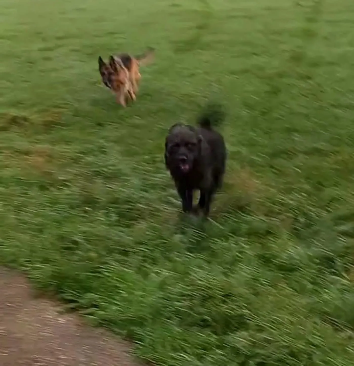 Schwarzer zotteliger Hund und Schäferhund rennen über eine Wiese auf die Kamera zu