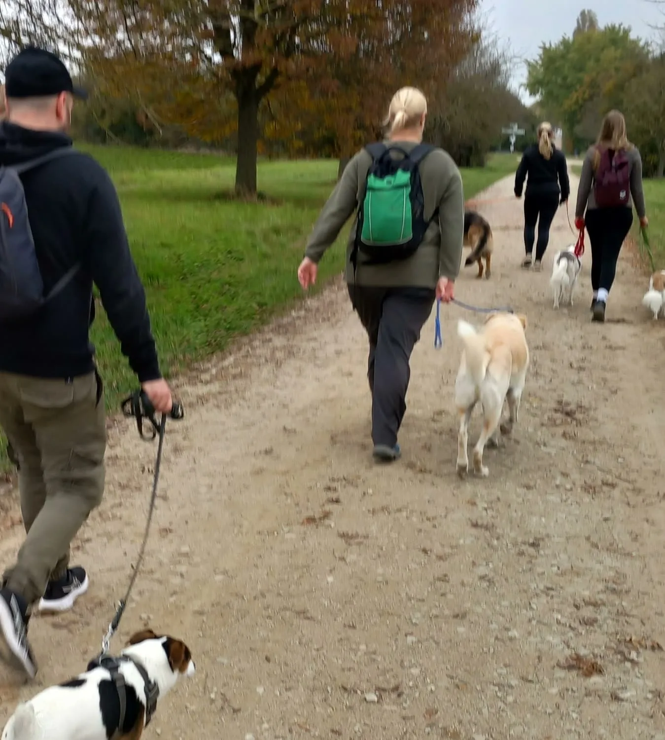 Gruppenspaziergang im Herbst: mehrere Hundehalter gehen mit ihren Hunden an der Leine einen Feldweg entlang