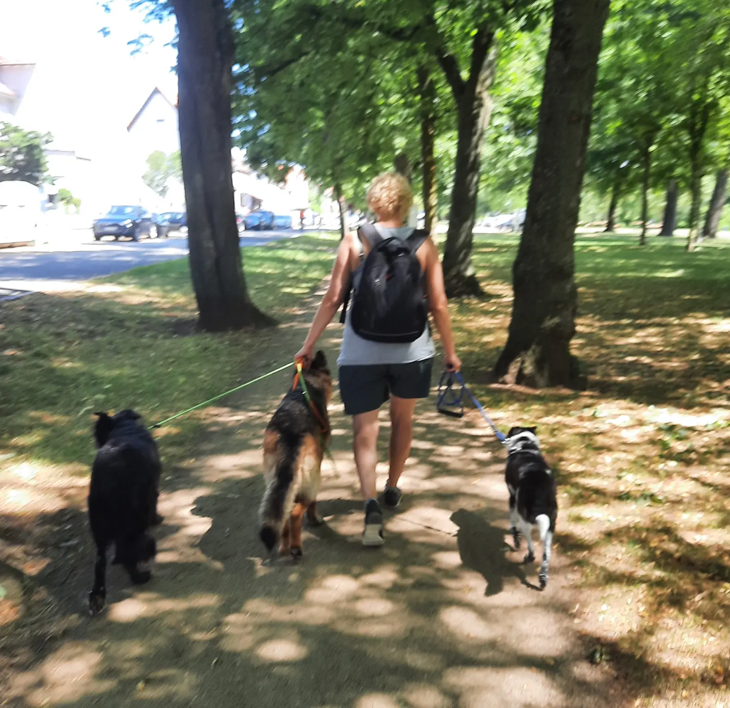 Packwalk von 4 Beine an der Leine