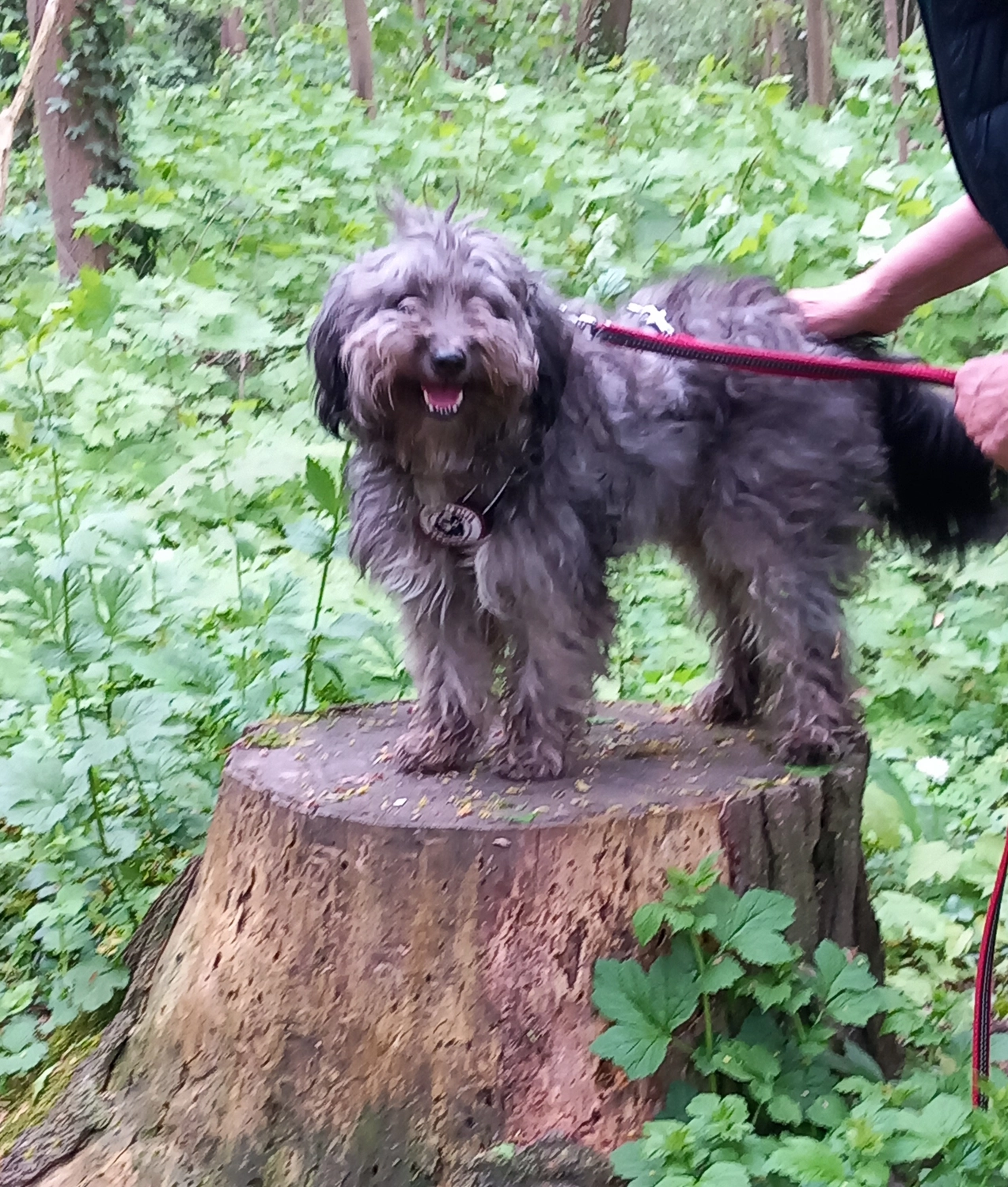 Pubertiere und Erwachsene von 4 Beine an der Leine