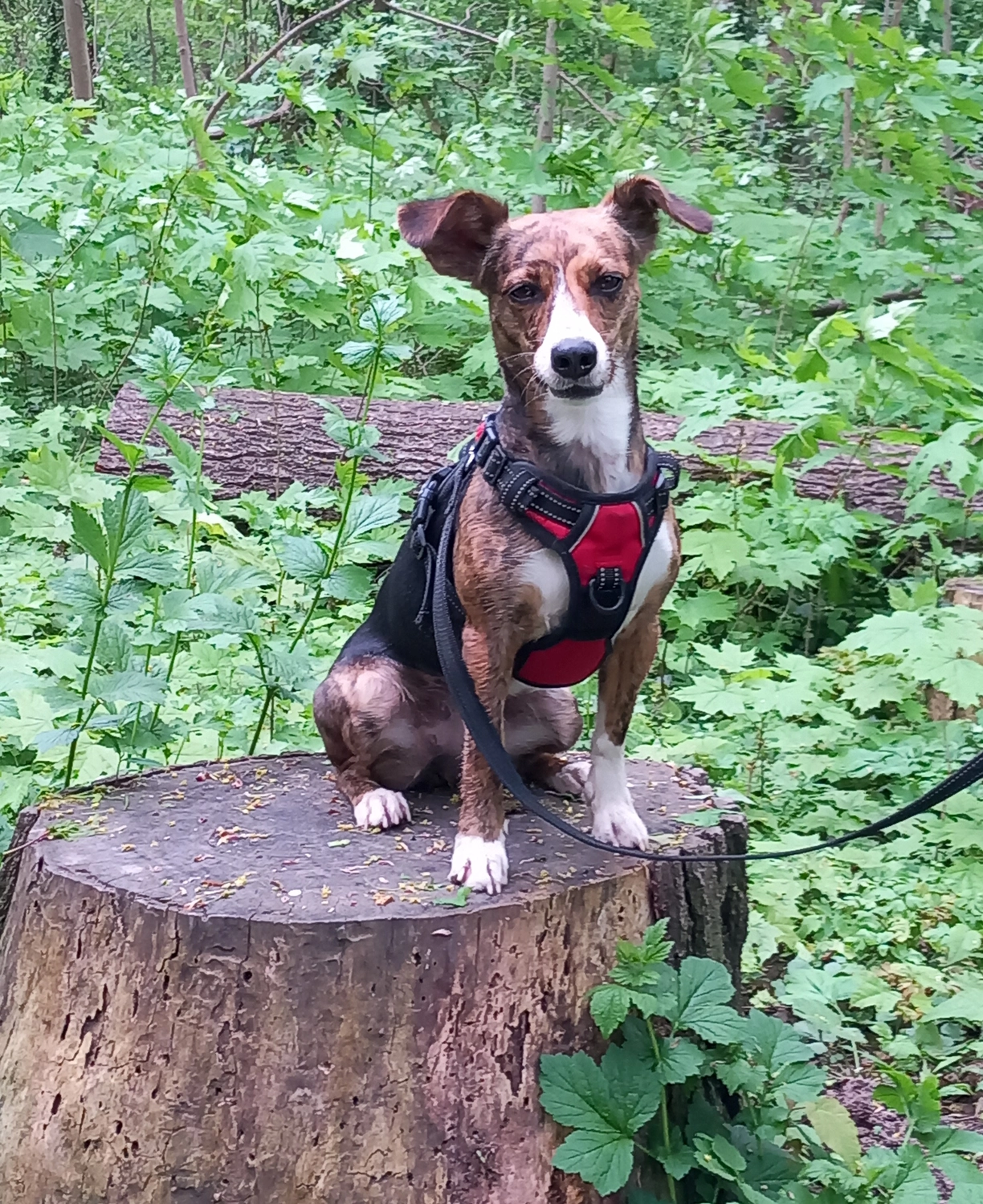 Packwalk von 4 Beine an der Leine